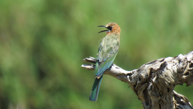 IMG_2386 (800x451).jpg