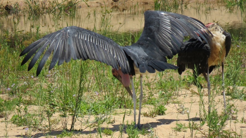 IMG_2392 (800x449).jpg