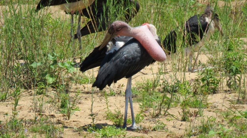 IMG_2396 (800x450).jpg