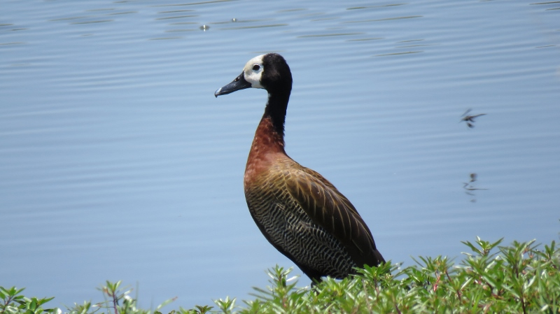 IMG_2411 (800x449).jpg