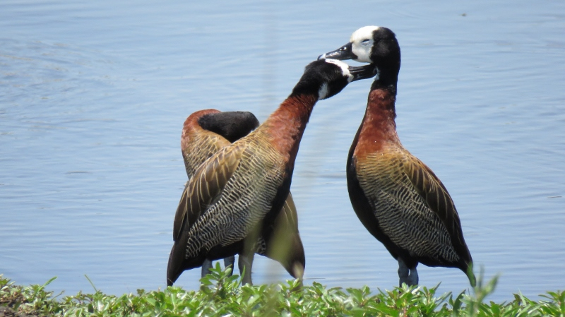 IMG_2426 (800x449).jpg