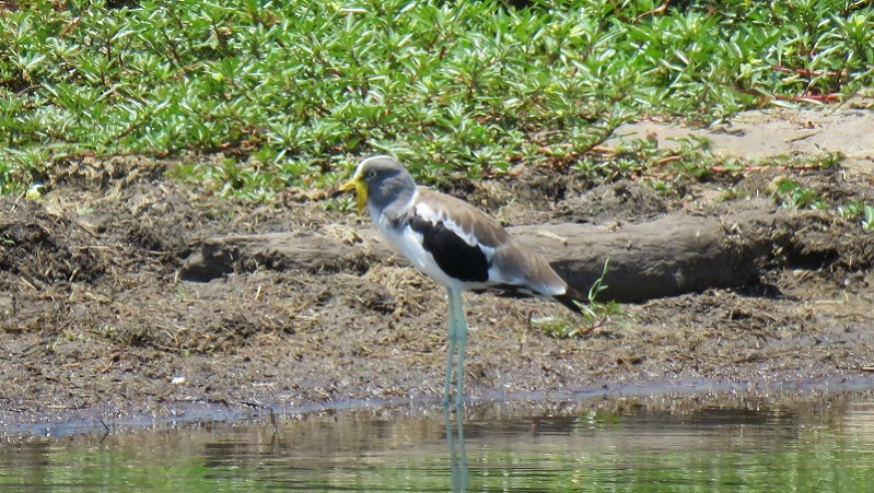 IMG_2423 (800x452).jpg