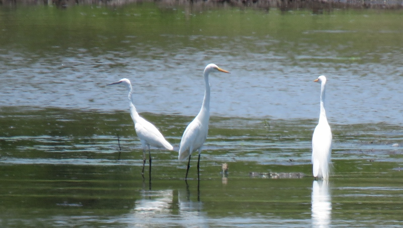 IMG_2424 (800x452).jpg