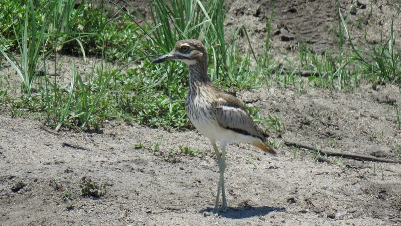 IMG_2431 (800x451).jpg