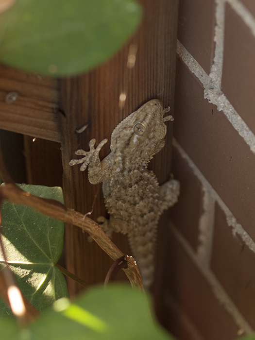 Salamanquesa comuacuten.jpg