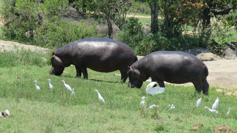 IMG_2436 (800x450).jpg