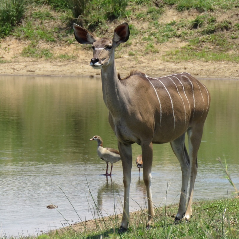 IMG_2441 (800x800).jpg