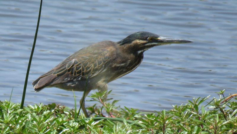 IMG_2452 (800x452).jpg