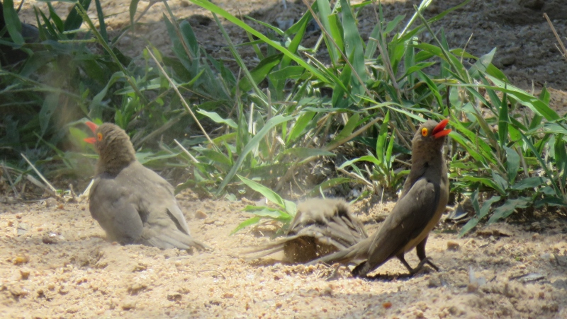 IMG_2457 (800x451).jpg