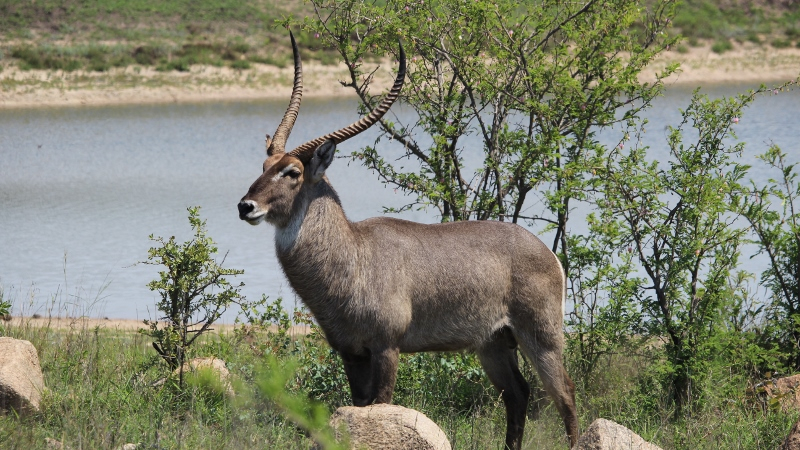 IMG_3347 (800x450).jpg