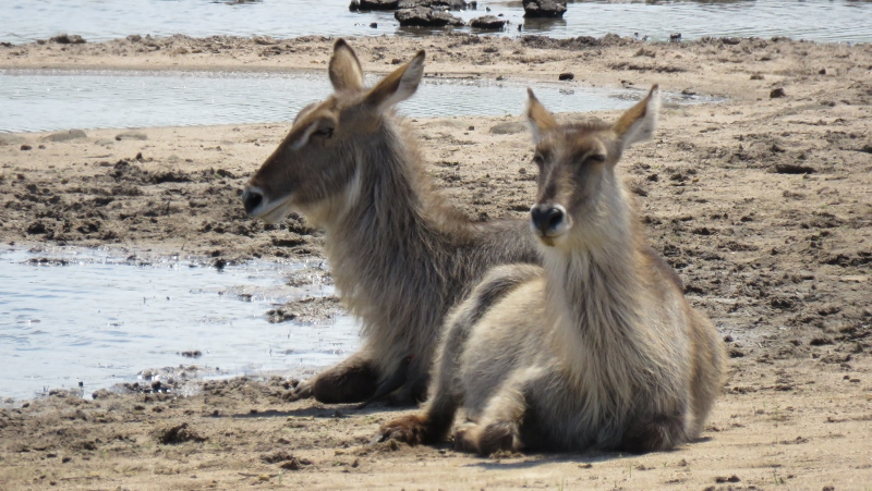 IMG_2464 (800x451).jpg