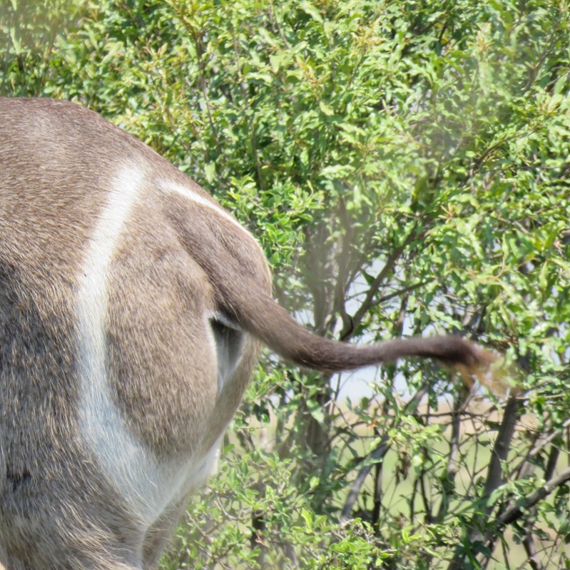 IMG_2463 (800x800).jpg