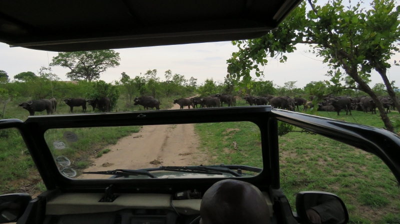 IMG_2474 (800x449).jpg