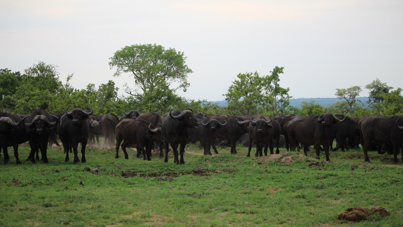 IMG_3359 (800x450).jpg