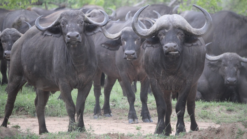 IMG_3361 (800x450).jpg