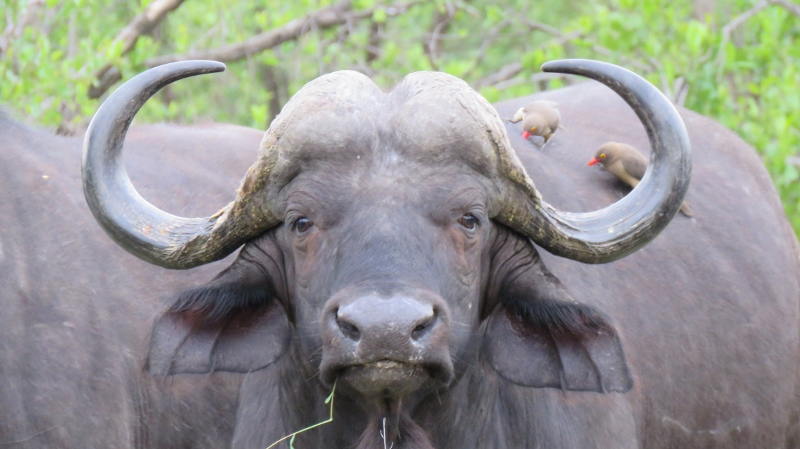 IMG_2470 (800x449).jpg