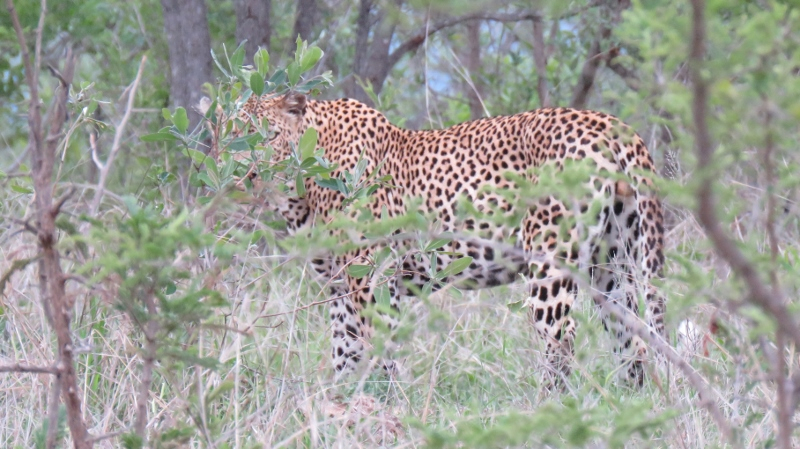 IMG_2488 (800x449).jpg