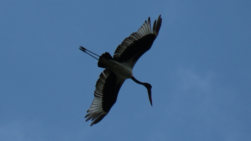 IMG_2530 (800x450).jpg