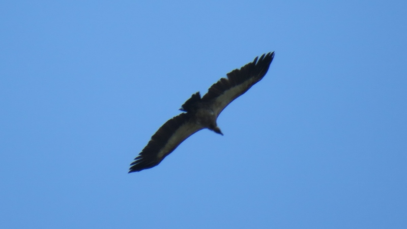 IMG_2532 (800x451).jpg