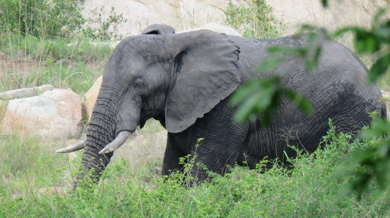 IMG_2536 (800x449).jpg