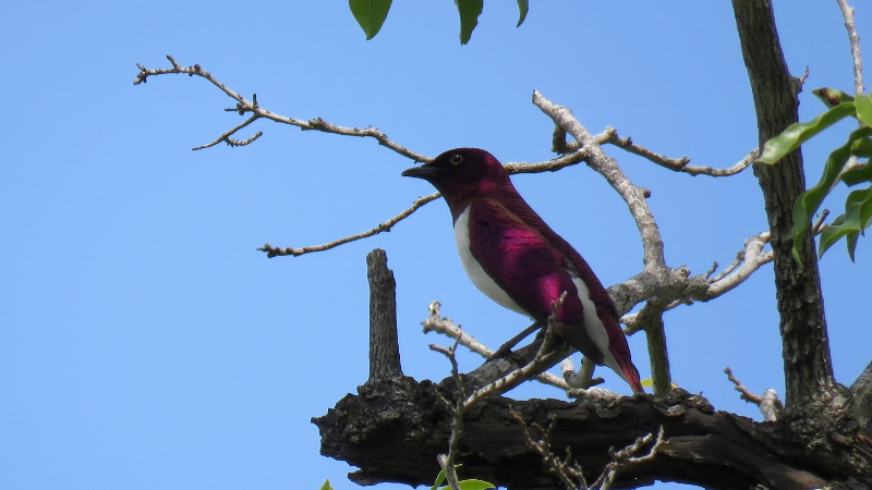 IMG_2539 (800x450).jpg