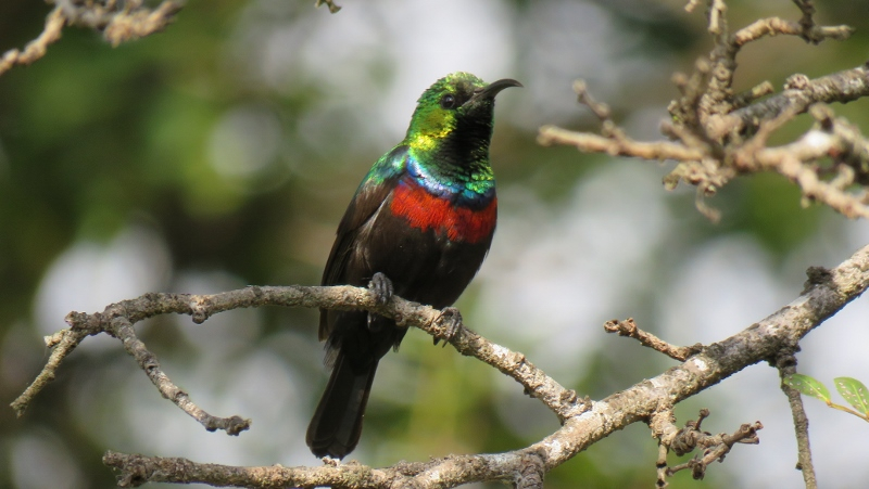 IMG_2546 (800x451).jpg