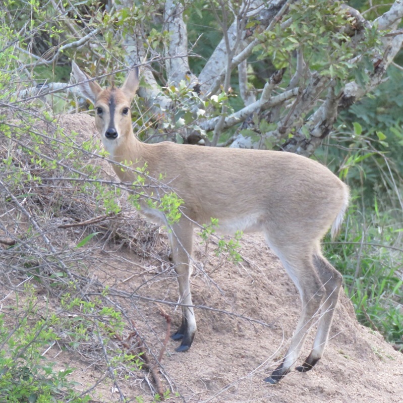 IMG_2584 (800x800).jpg