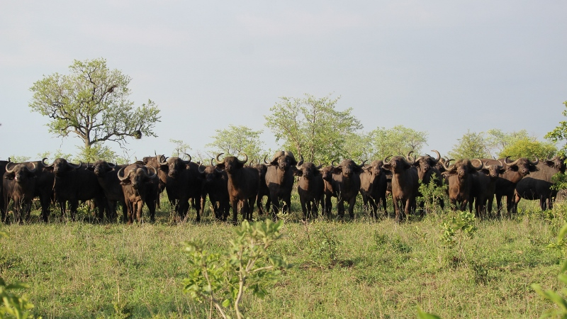 IMG_3476 (800x450).jpg