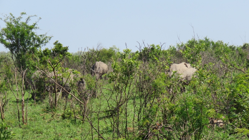 IMG_2704 (800x449).jpg