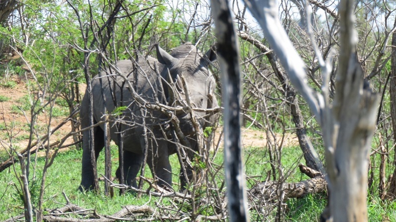 IMG_2713 (800x449).jpg