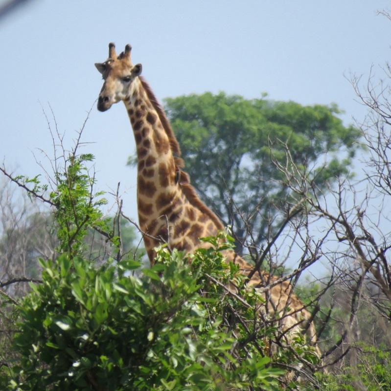 IMG_2707 (800x800).jpg