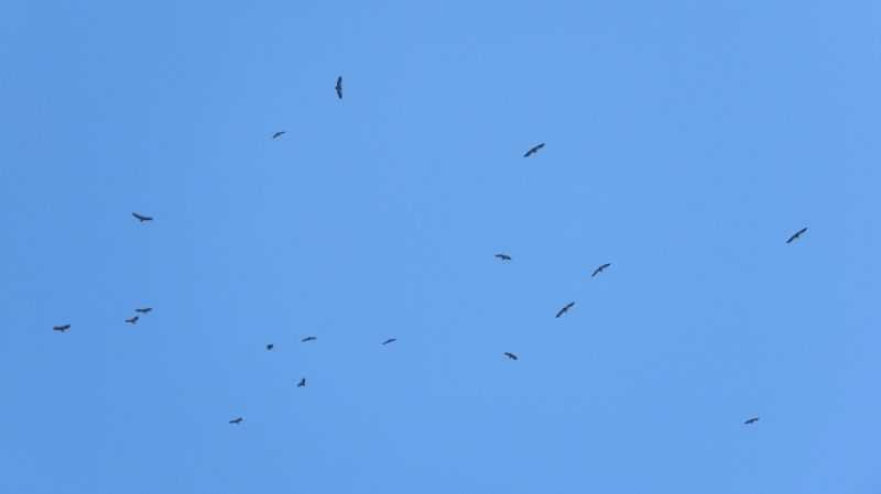 IMG_2716 (800x449).jpg