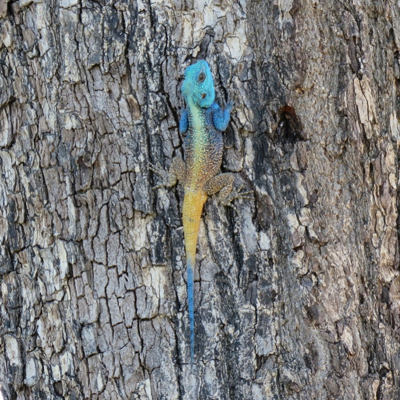 IMG_2718 (800x800).jpg