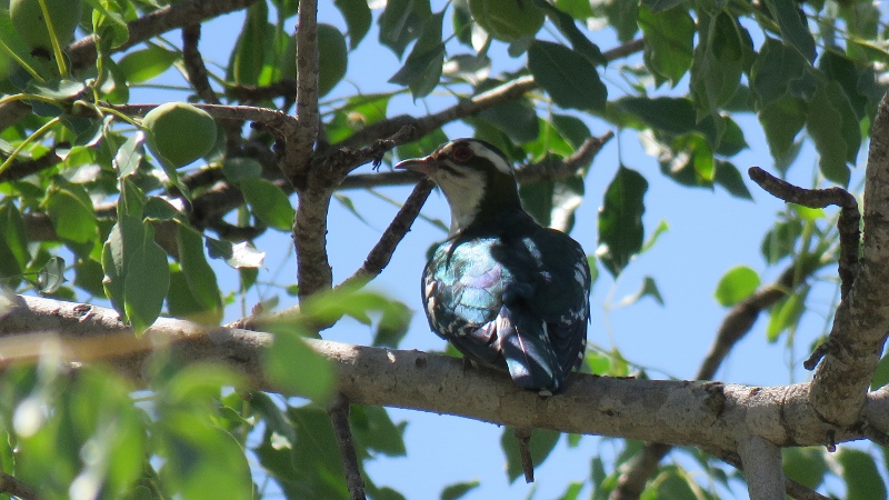 IMG_2725 (800x450).jpg