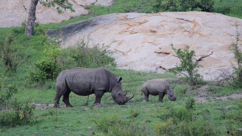 IMG_3494 (800x451).jpg