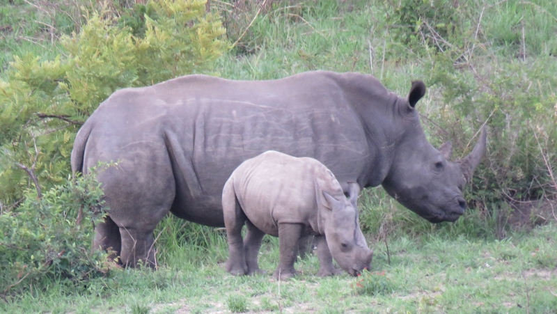 IMG_2735 (800x451).jpg