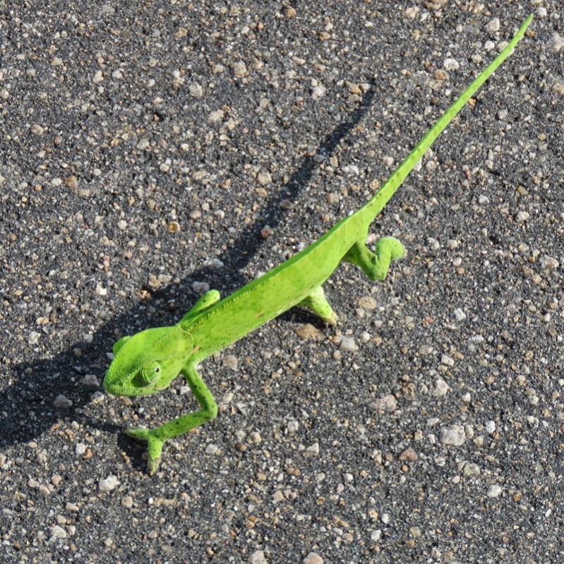 IMG_2772 (800x800).jpg