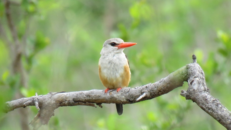 IMG_2780 (800x450).jpg