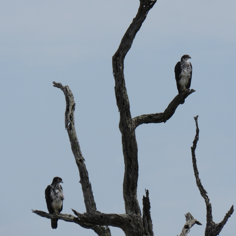 IMG_2782 (800x800).jpg