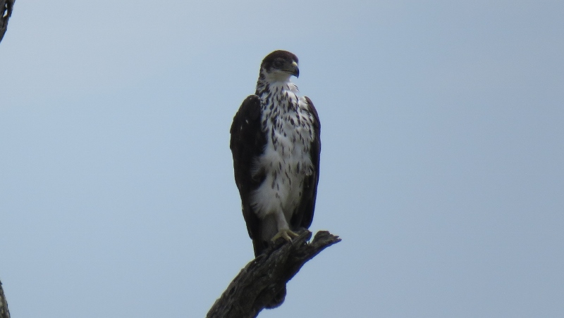 IMG_2784 (800x452).jpg