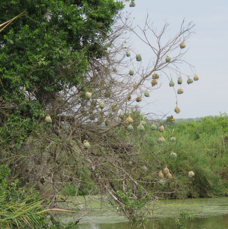 IMG_2788 (799x800).jpg