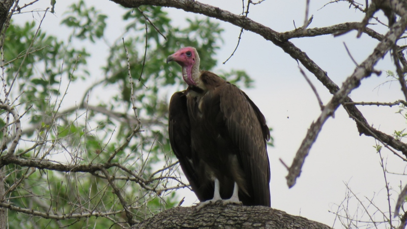 IMG_2817 (800x450).jpg