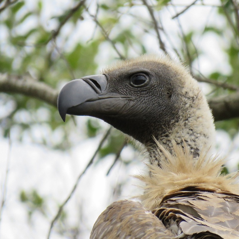 IMG_2820 (800x800).jpg