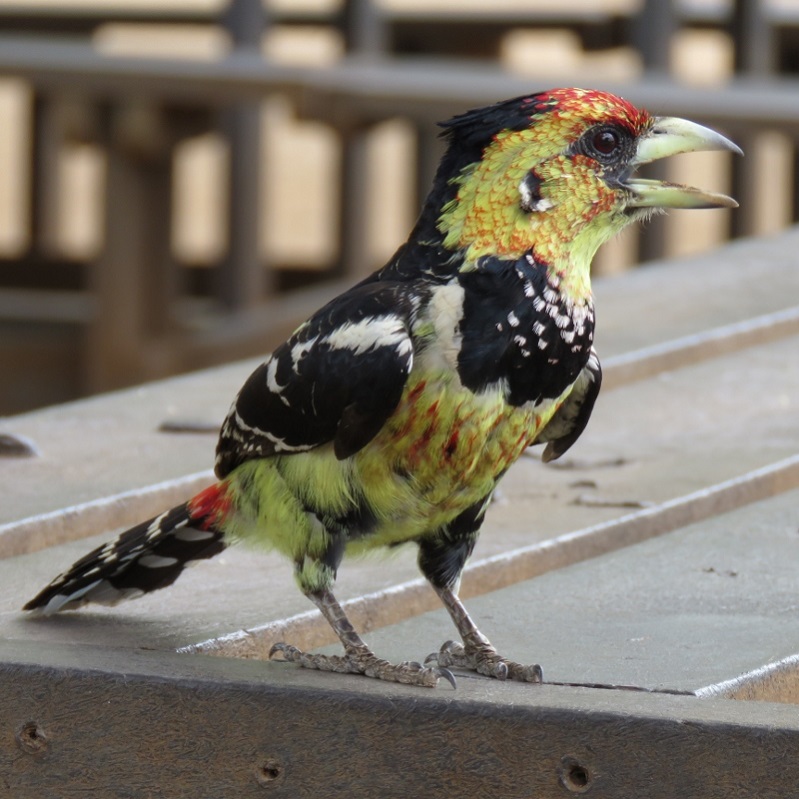 IMG_2835 (800x800).jpg