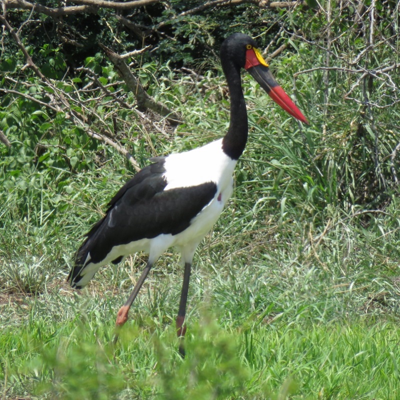 IMG_2852 (800x800).jpg