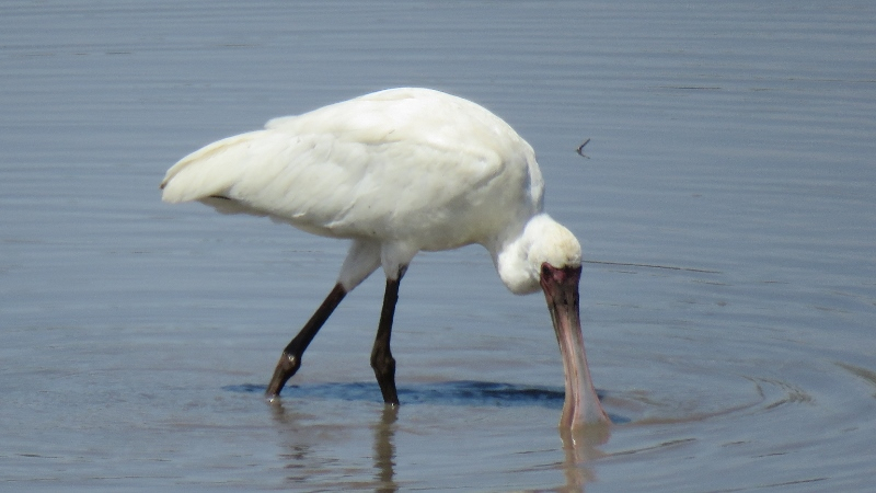 IMG_2859 (800x450).jpg