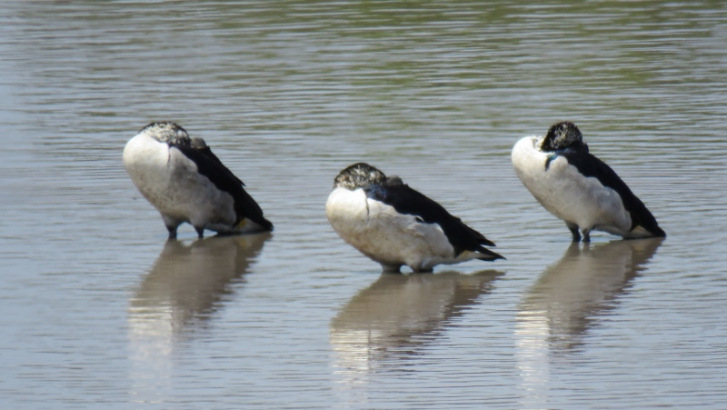 IMG_2861 (800x451).jpg