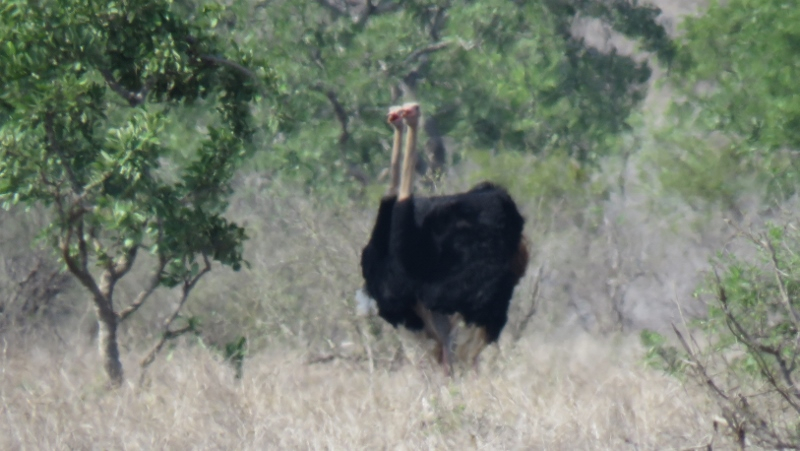 IMG_2881 (800x451).jpg