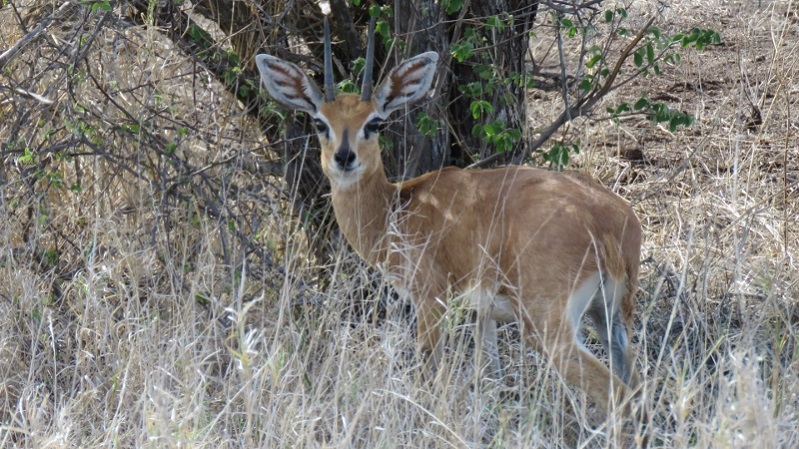 IMG_2891 (800x450).jpg