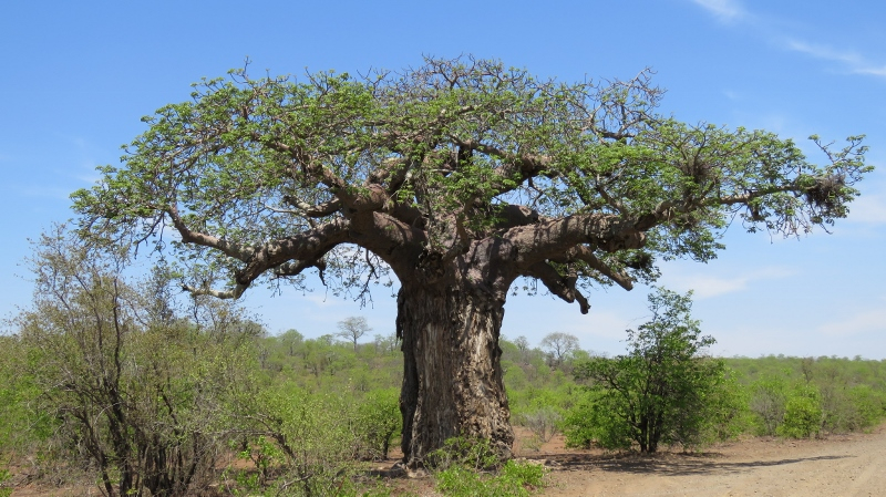 IMG_2942 (800x449).jpg